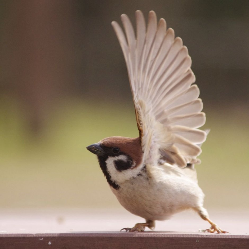 Милые воробьи