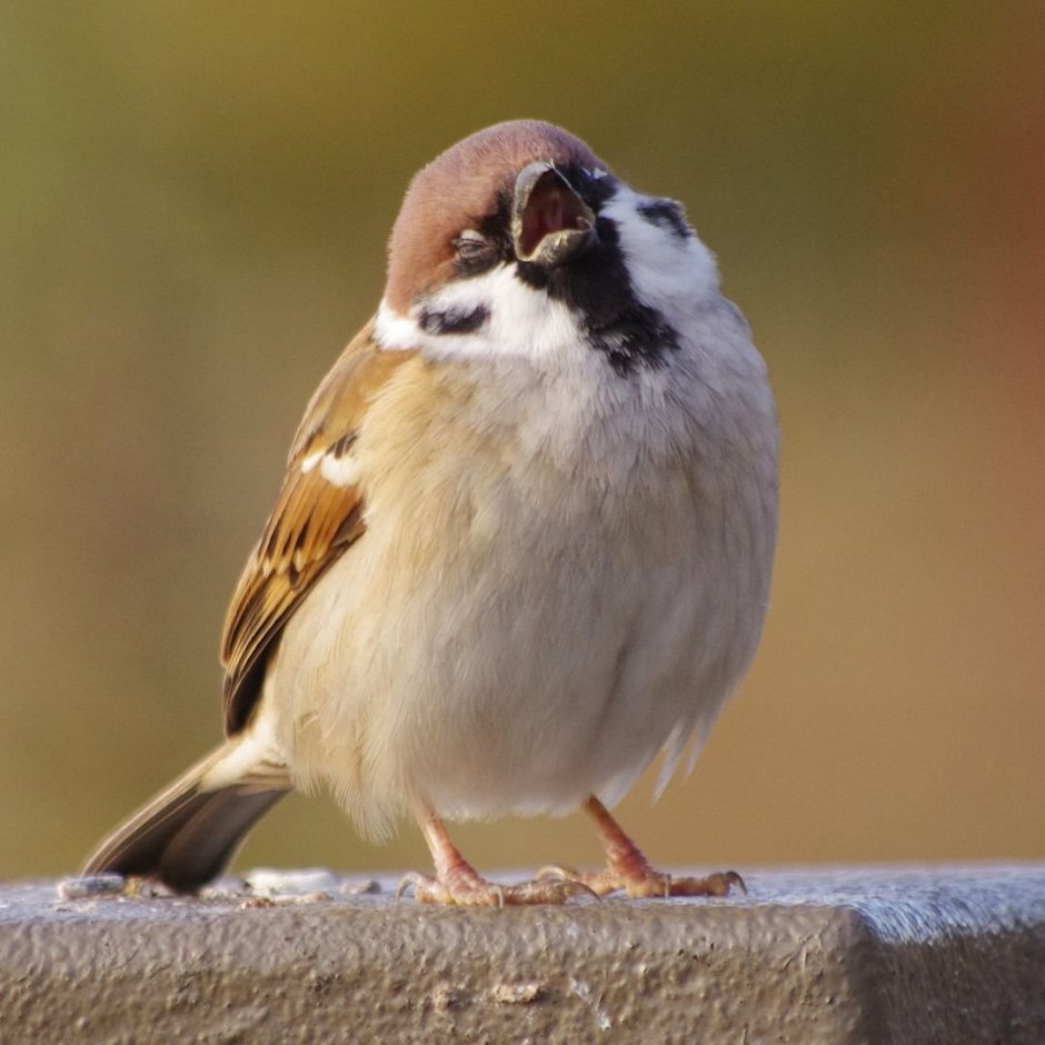 Милые воробьи