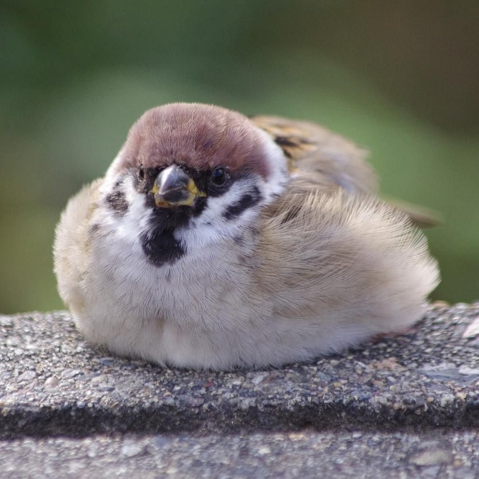 Пушистый Воробушек