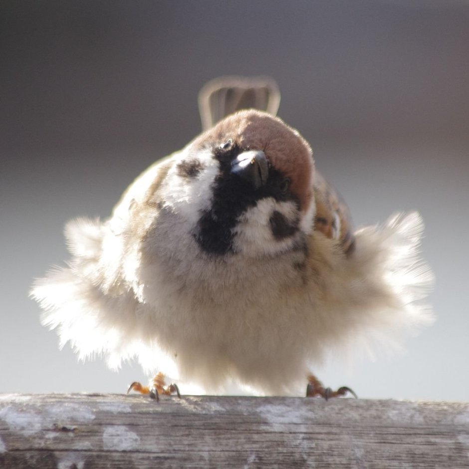Пухлый Воробей