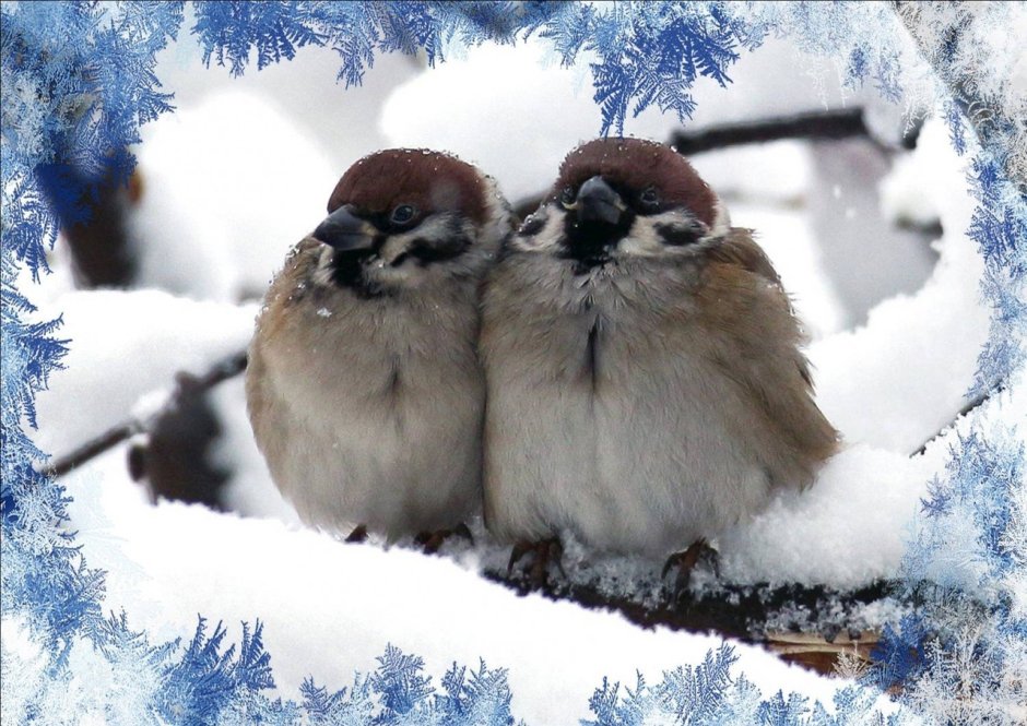 Воробей на снегу