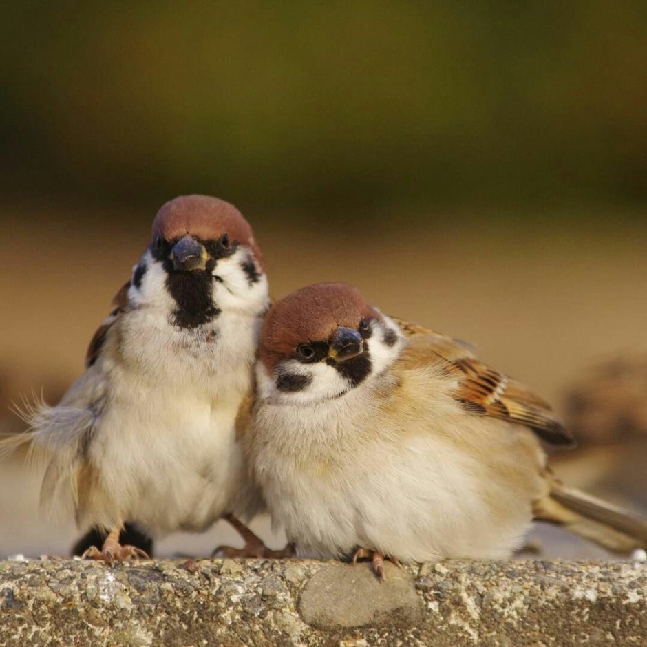 Два воробья