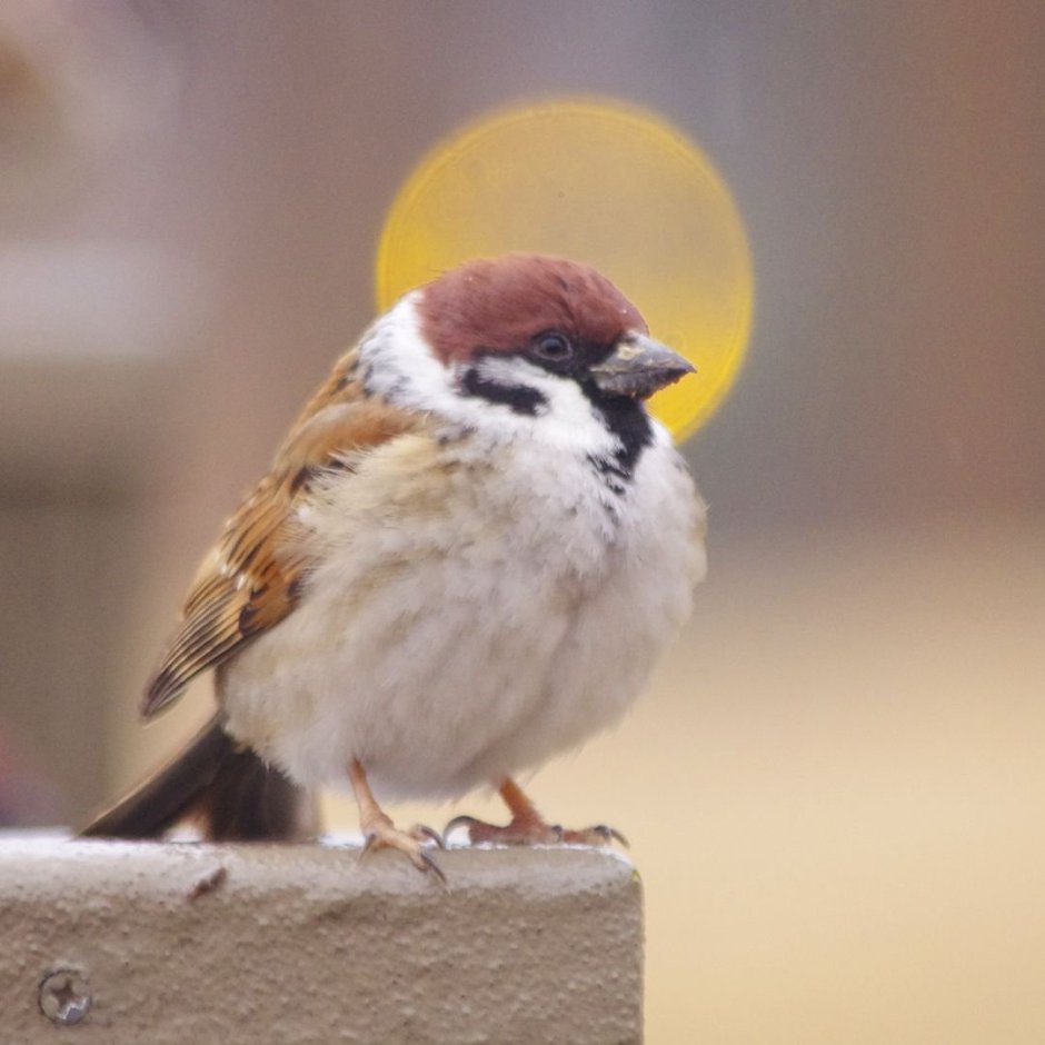 Пухлый Воробей