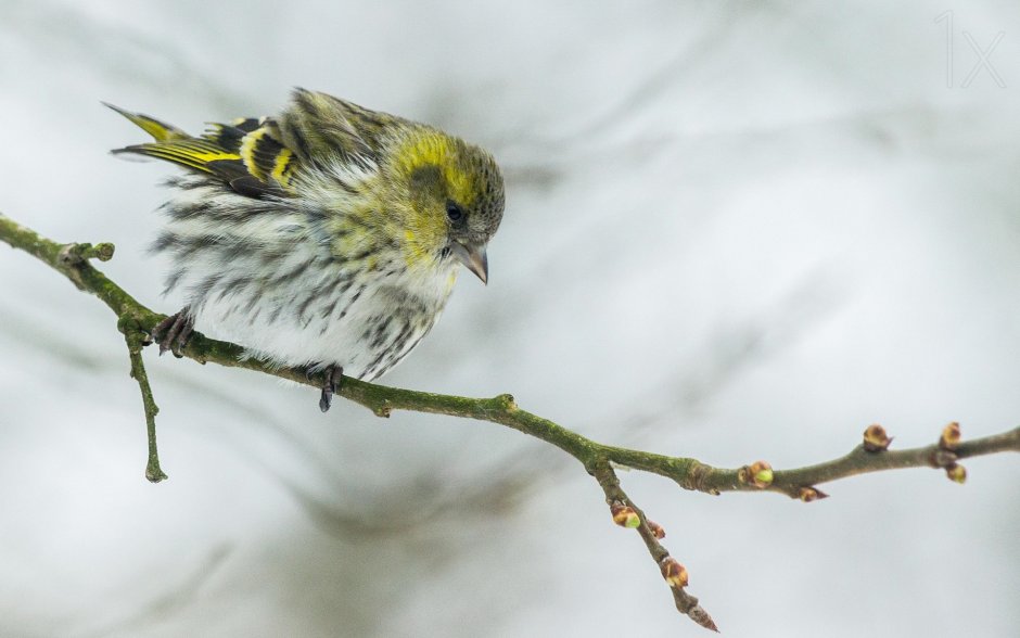 Чижик и синица