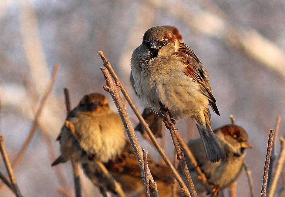 Воробушки зимой