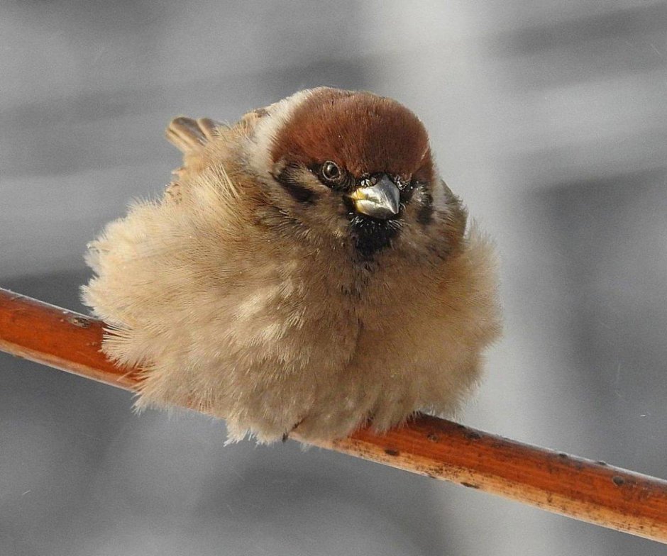 Пушистый Воробей