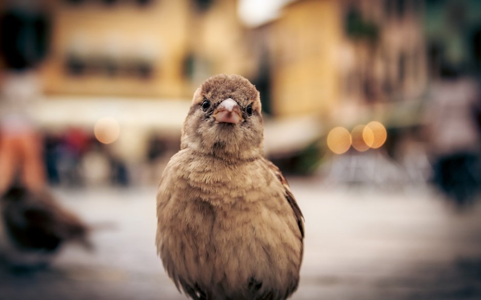 Воробей анфас