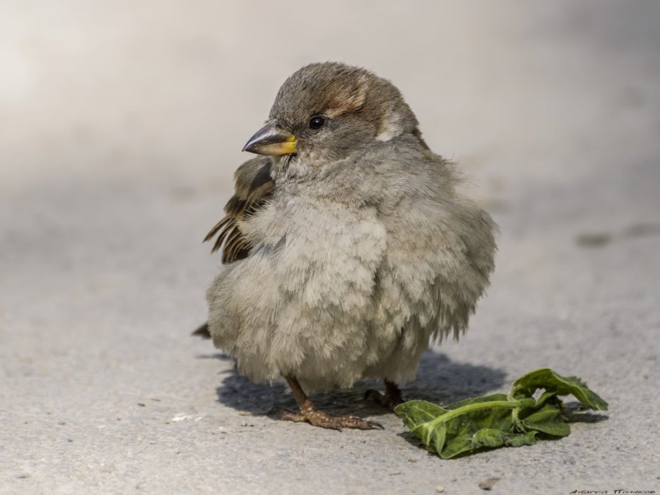 Александра Воробей фото