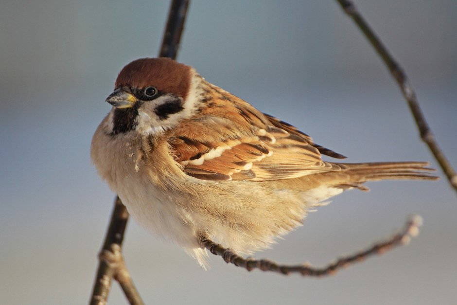 Полевой Воробей