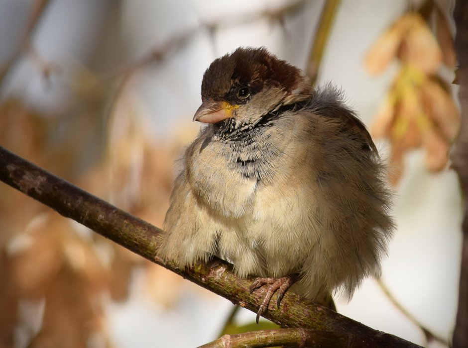 Галка птица нахохлилась
