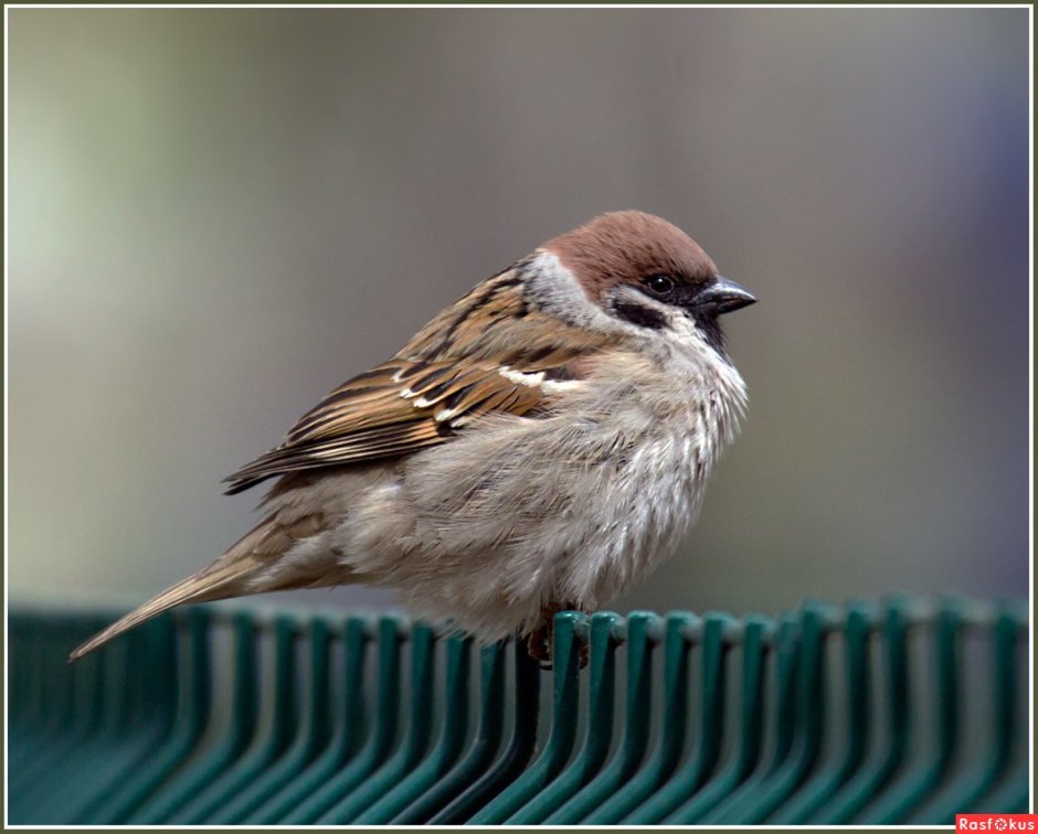 Нахохлившийся Воробей