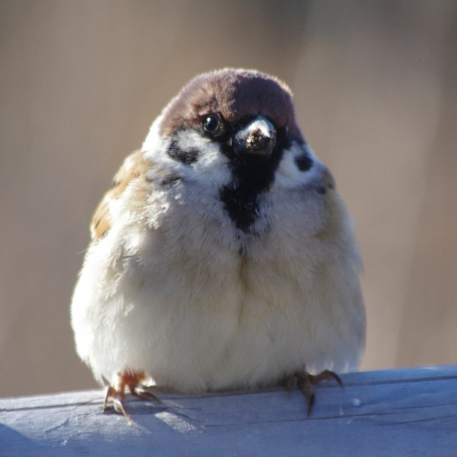 Толстые воробьи