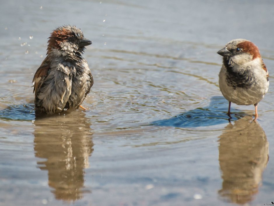 Воробей плавает