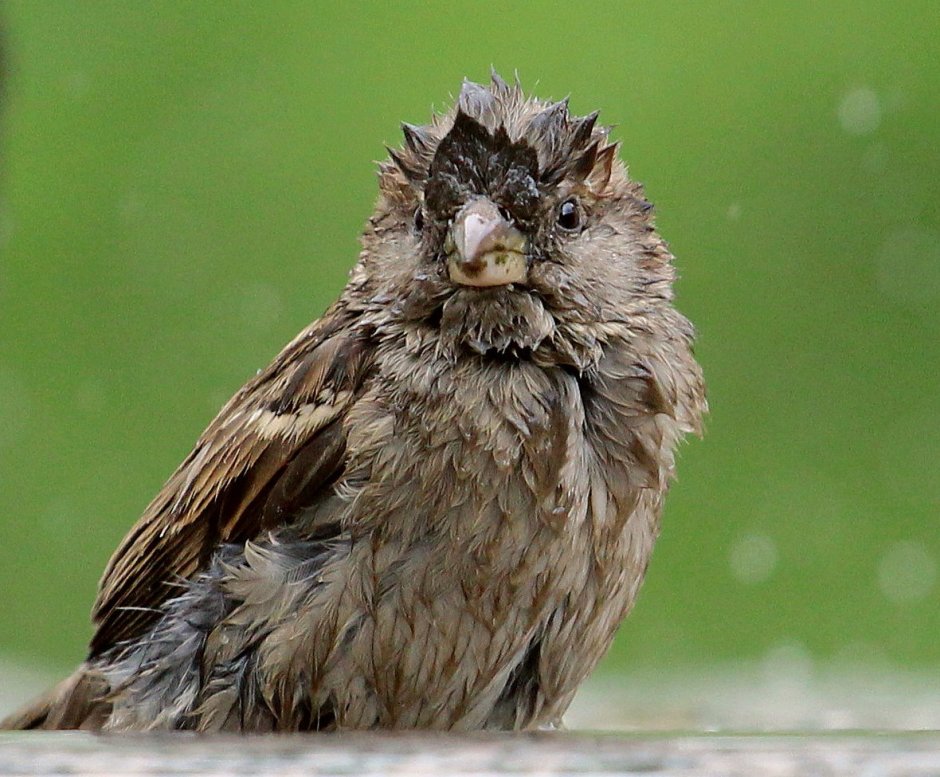 Взъерошенный Воробей