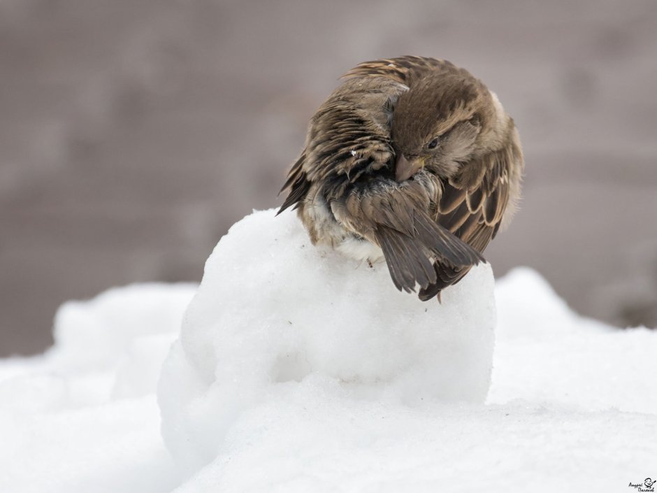 Замерзший Воробей