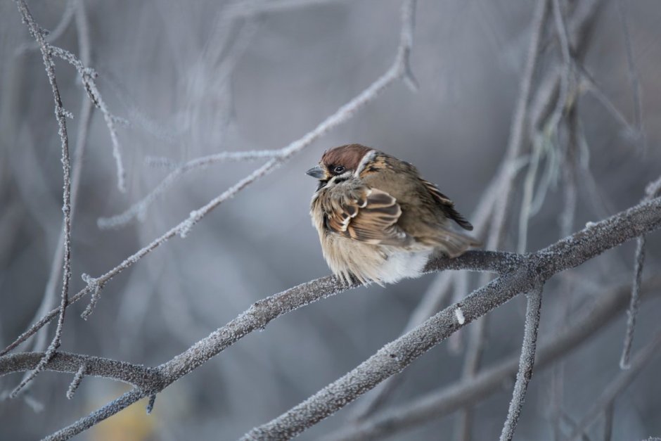 Нахохлившийся Воробей