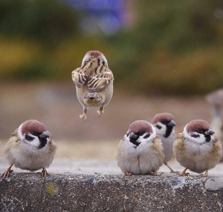 Смешной Воробей