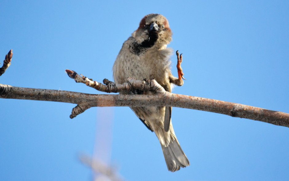 Сидячая птица