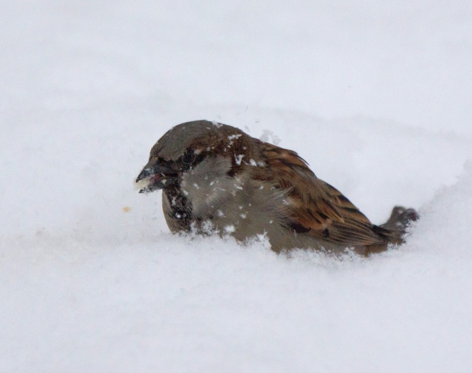 Замерзшая птица
