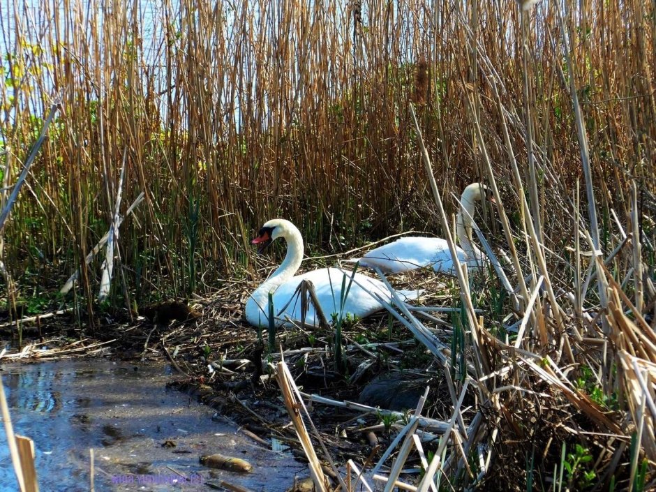 Raft Птичье гнездо