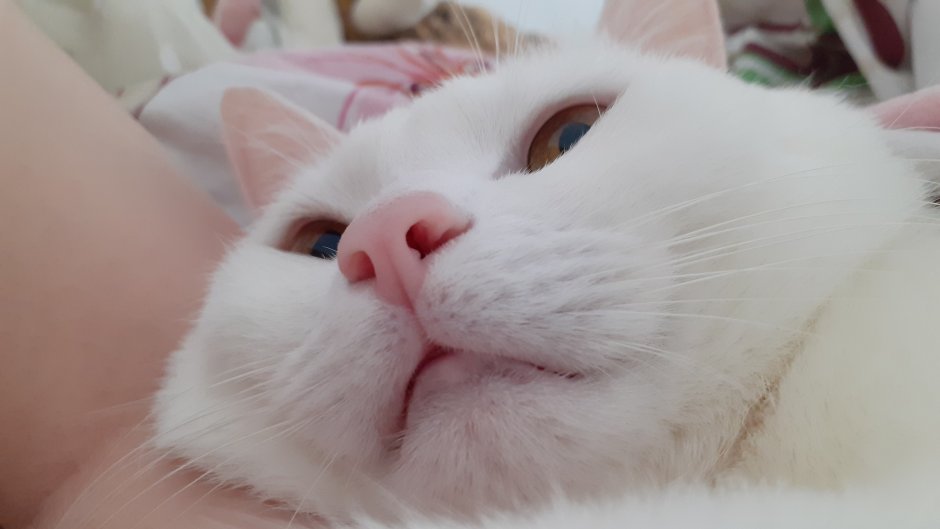 Кошачий нос розовый