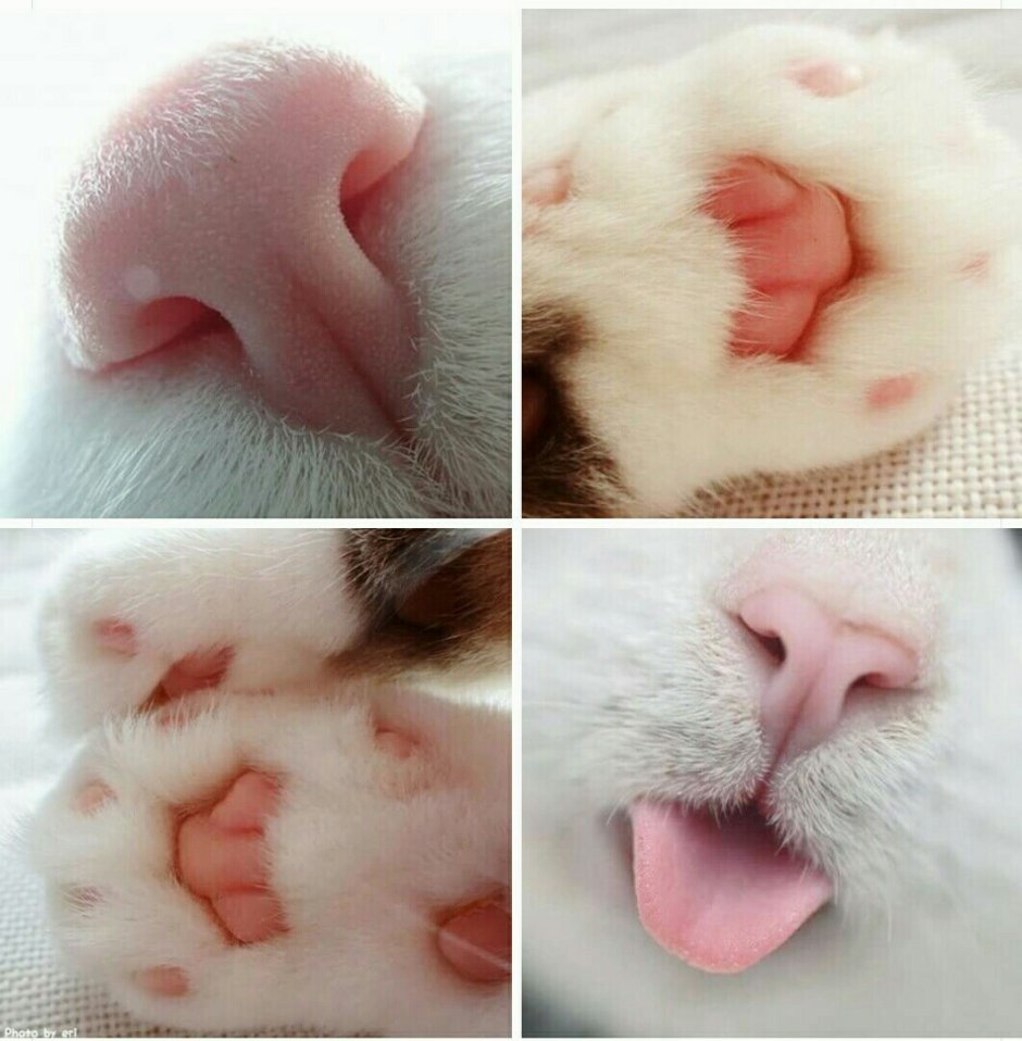 Кот с розовыми щеками
