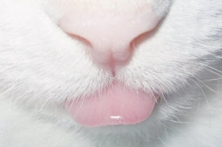 Нос кошки