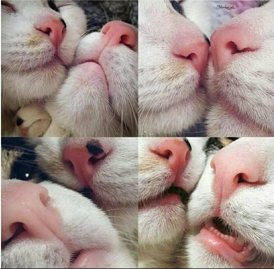 Белая кошка Эстетика