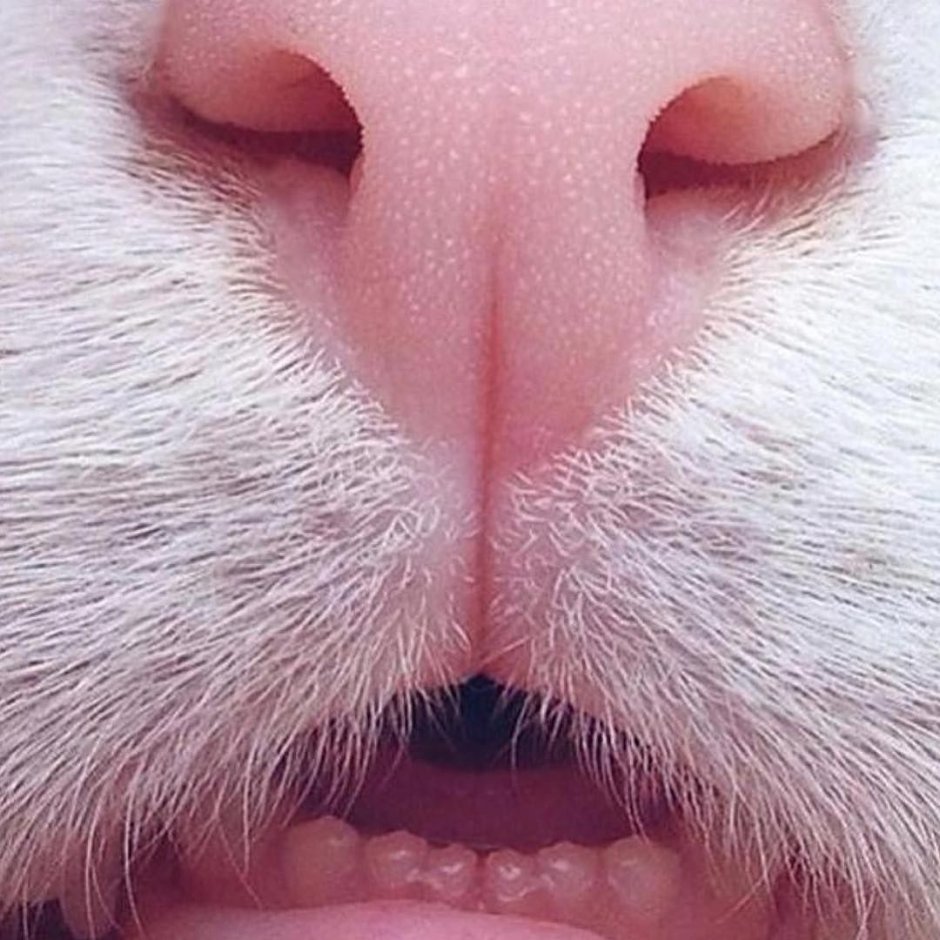 Котик кусает