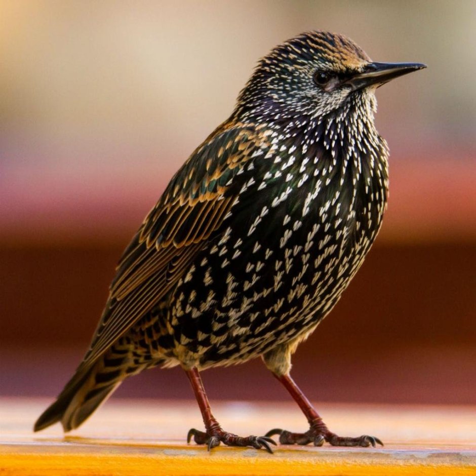 Sturnus vulgaris