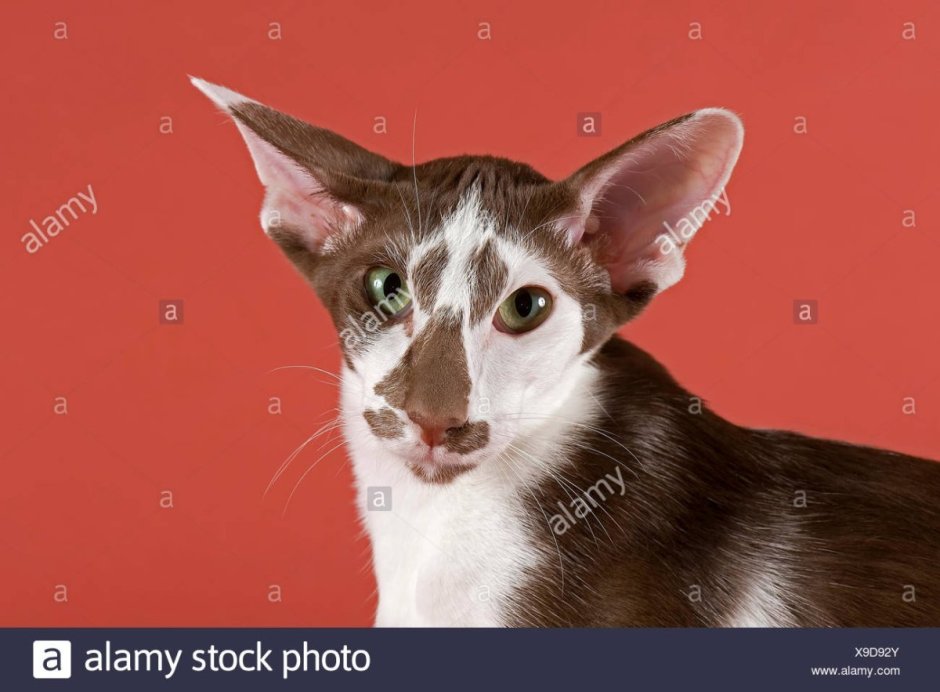 Кот породы Ориентал