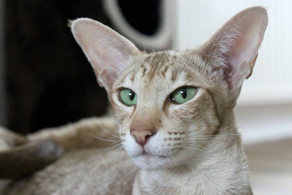 Кот Ориентал