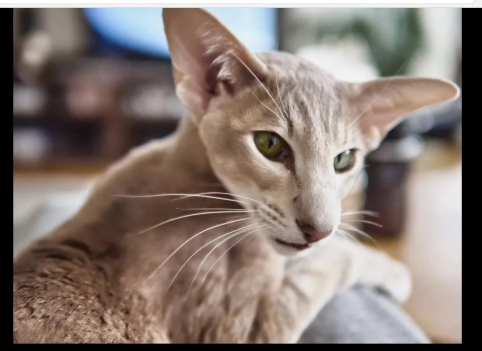 Коты ориенталы грузины