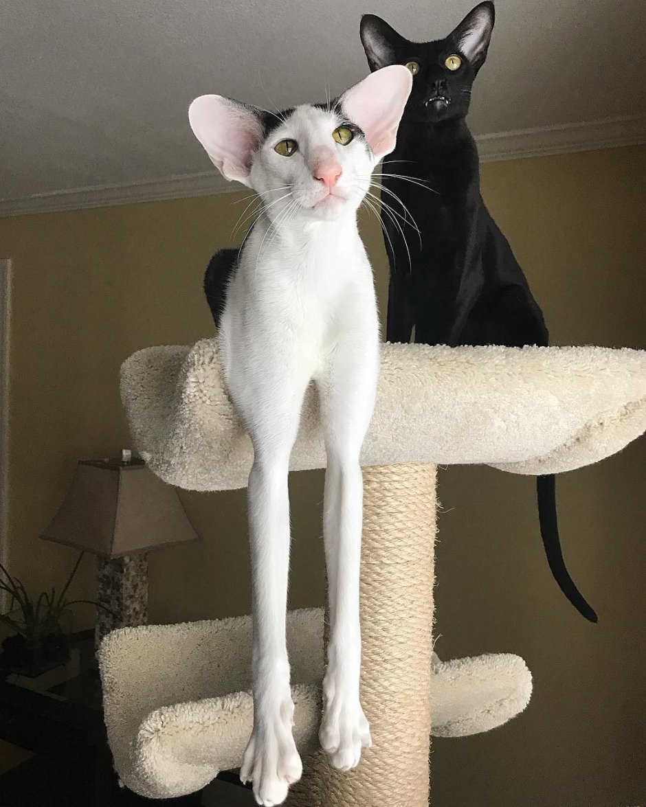 Большие коты с вытянутой мордой