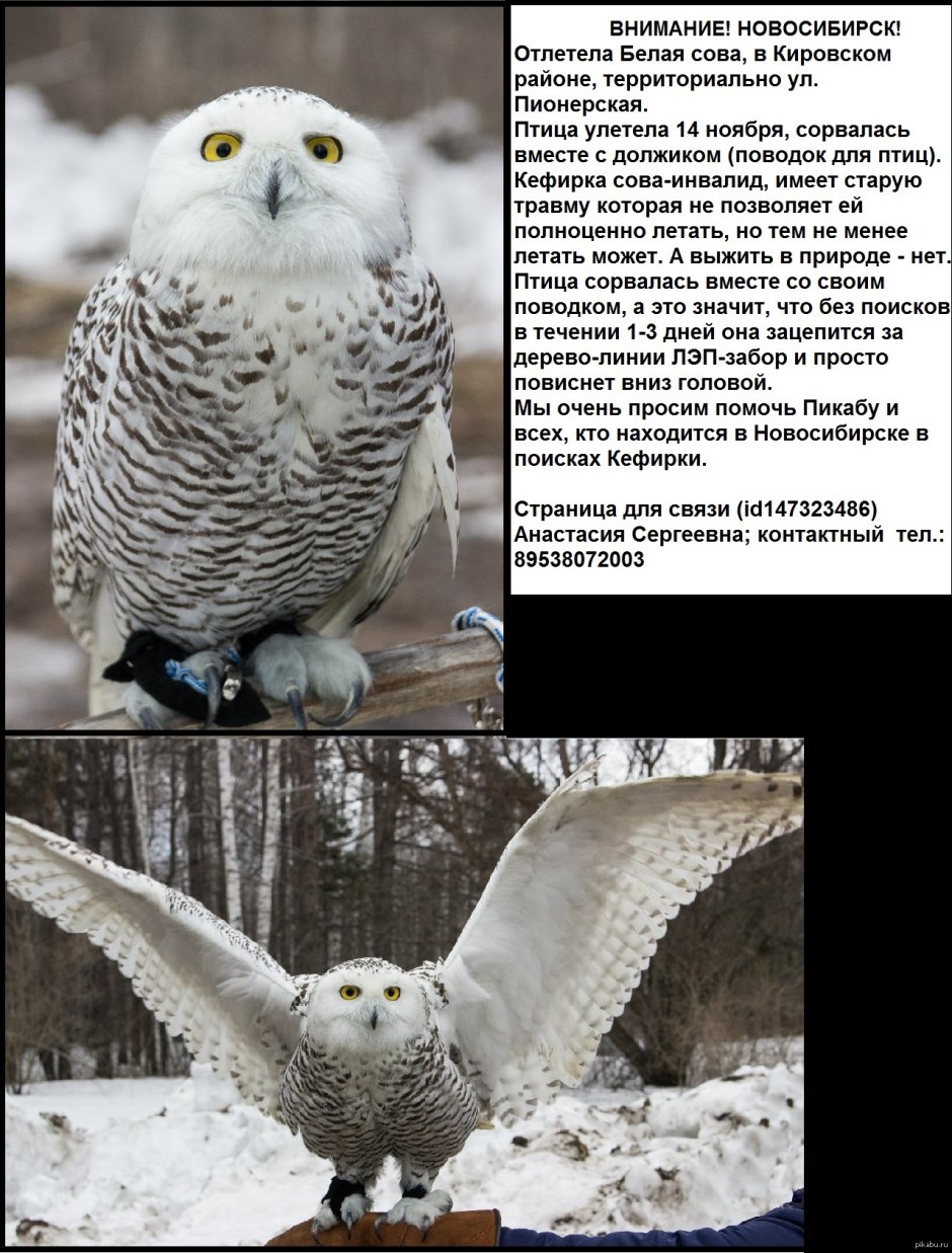 Интересные факты о белой сове