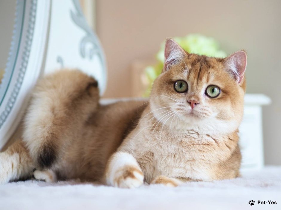 Британская шиншилла Хосико