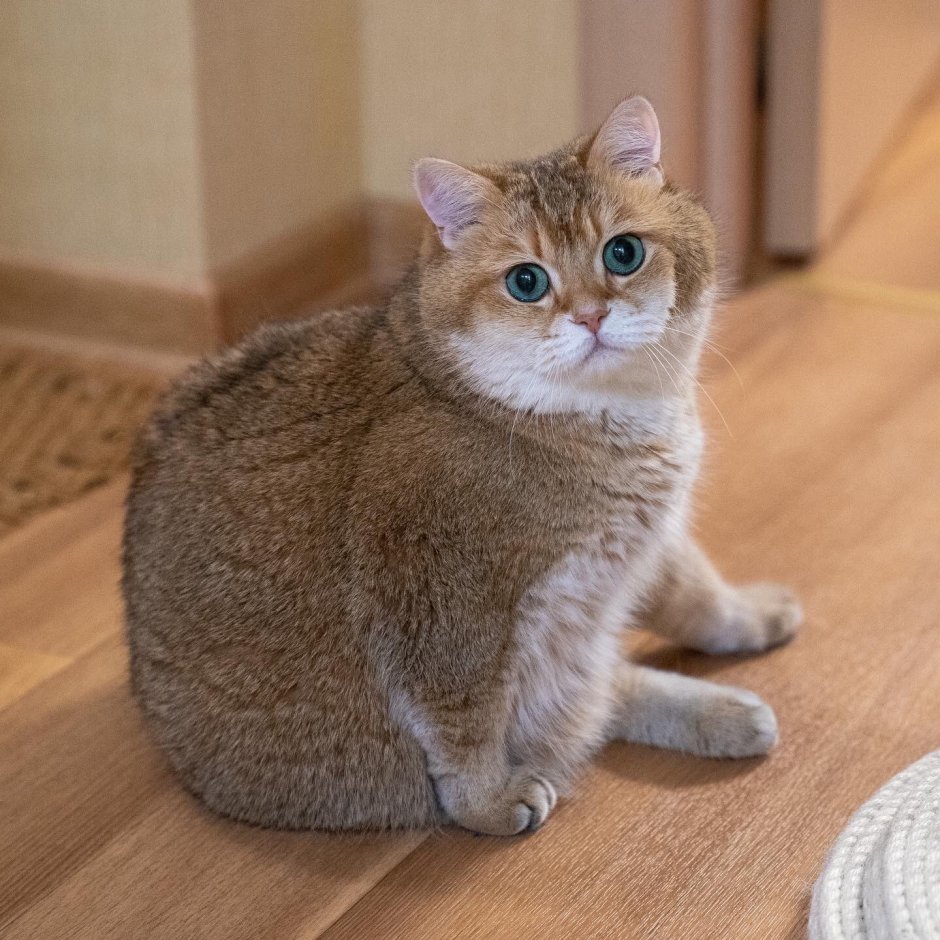 Шотландская Хосико
