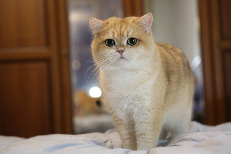 Британская кошка Золотая шиншилла