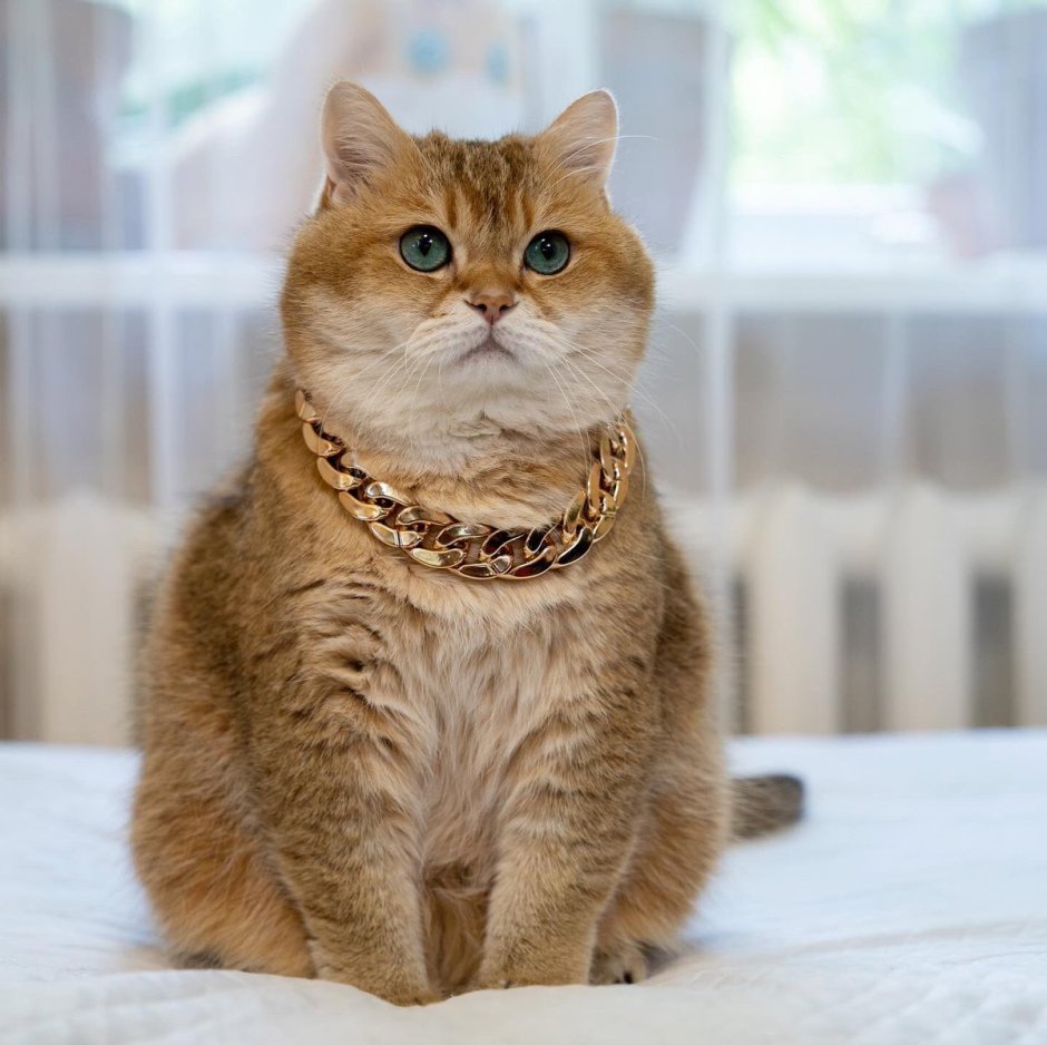 Золотая шиншилла усы