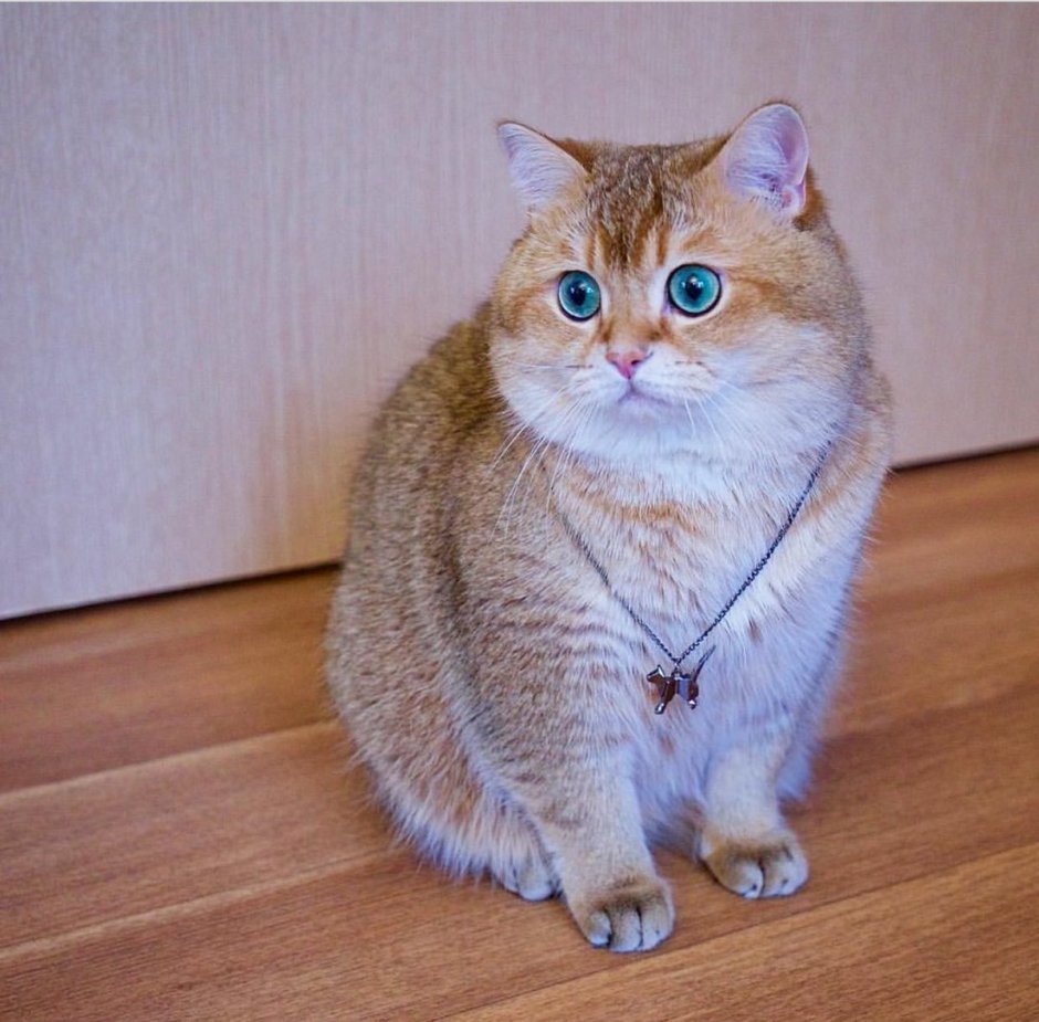Манчкин Британская шиншилла