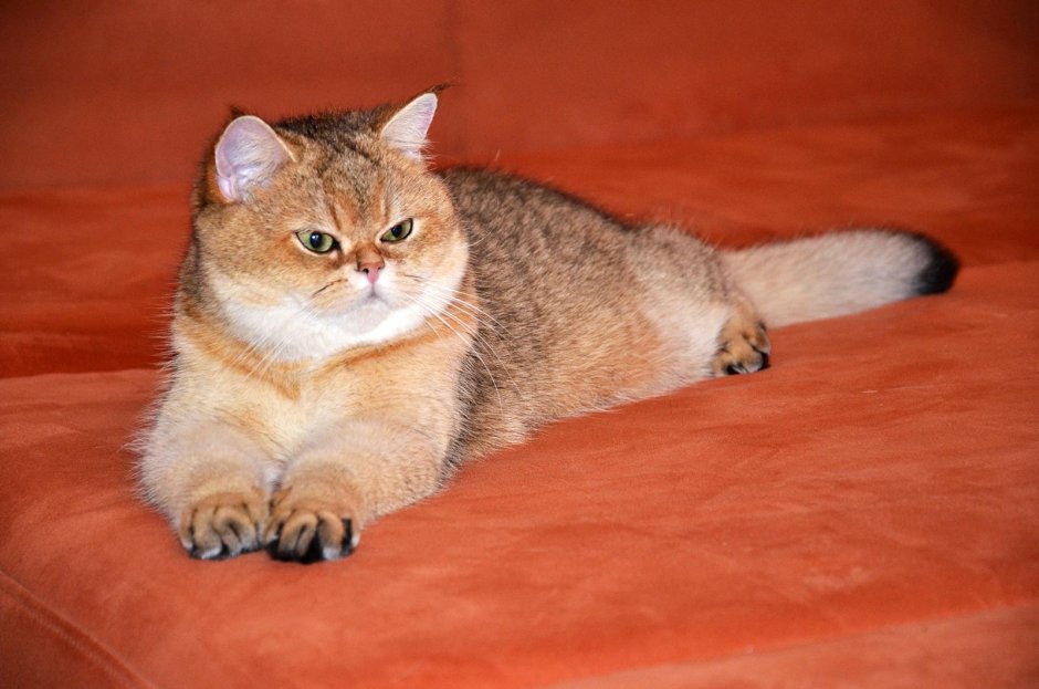 Шотландская короткошерстная Золотая шиншилла