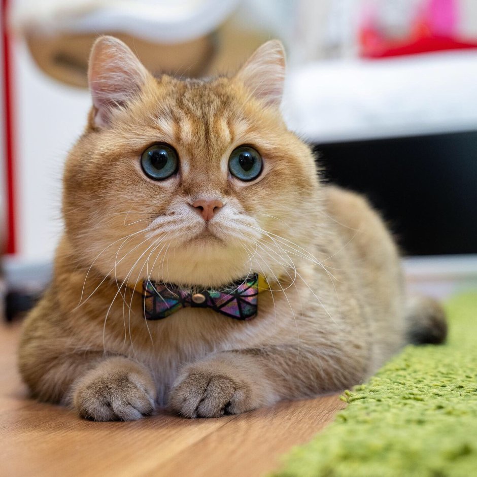 Шотландская короткошерстная Золотая шиншилла