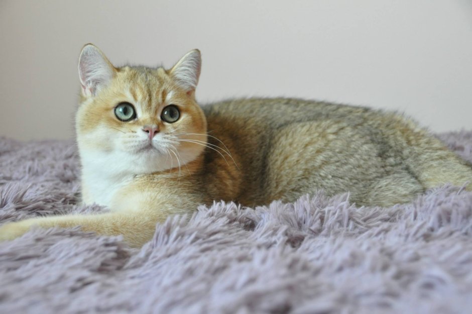 Манчкин Британская шиншилла