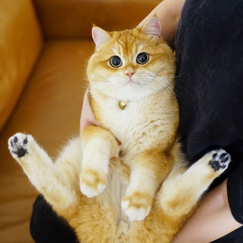 Шотландская короткошерстная Золотая шиншилла
