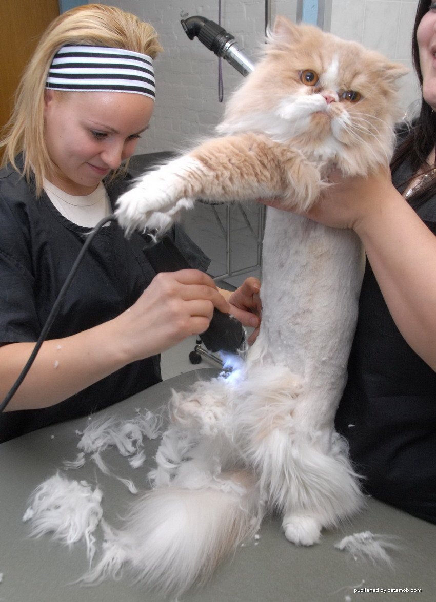 Кот в парике