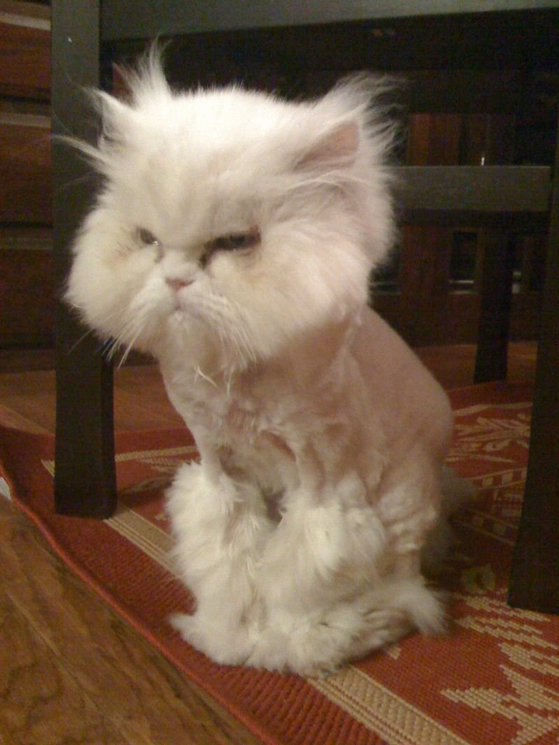 Вырождение у котят персов