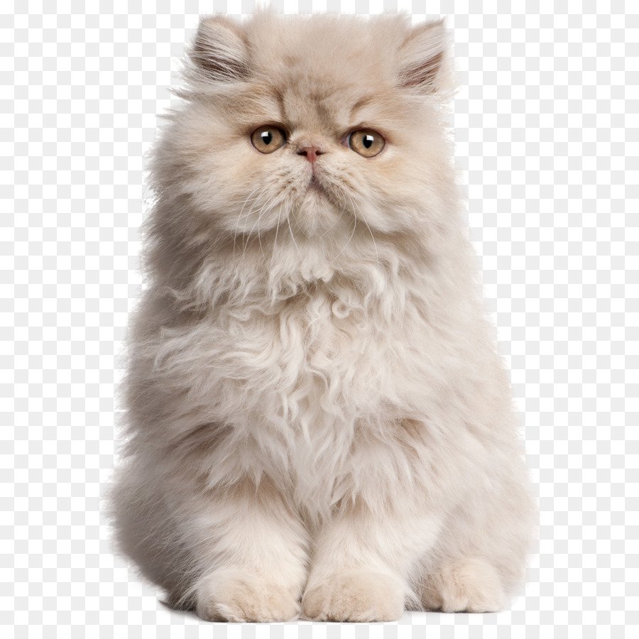 Смешная стрижка Персидского кота