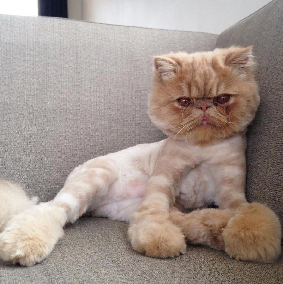 Стрижка персидских кошек