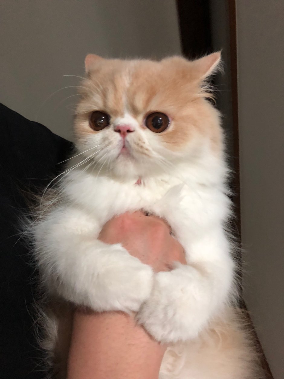 Стрижка персидских кошек