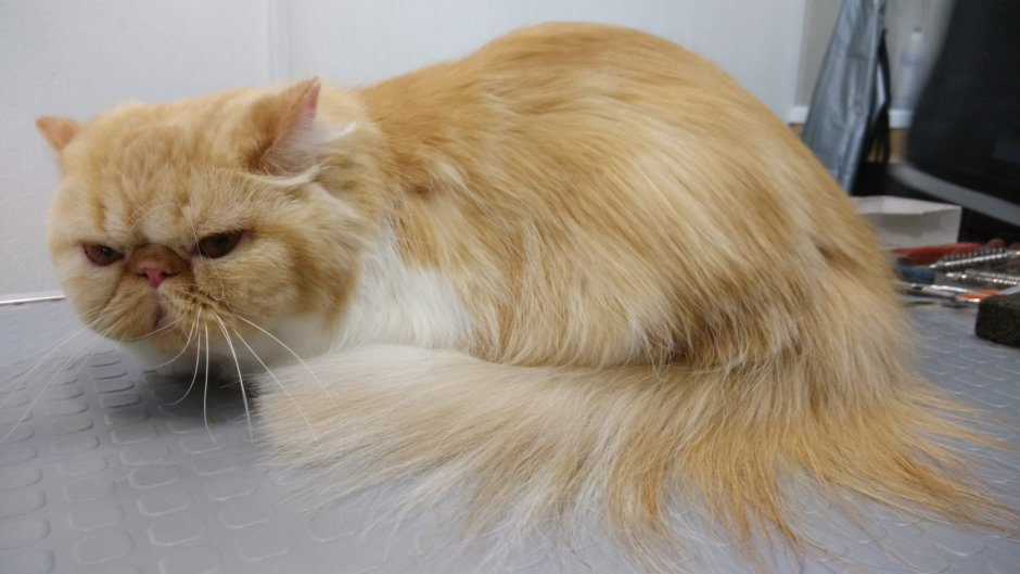 Стрижка персидских кошек